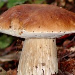 A tavola con i funghi porcini e del buon vino