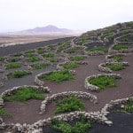 Malvasia e moscato a Lanzarote ne La Geria