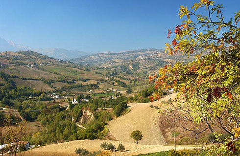 Vitigni in Calabria