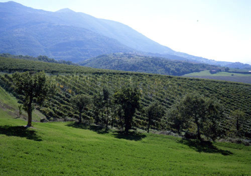 Panorama marchigiano