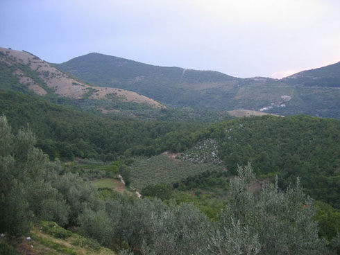 Coltivazione della vite in Molise