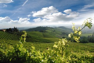 strade-vino-piemonte