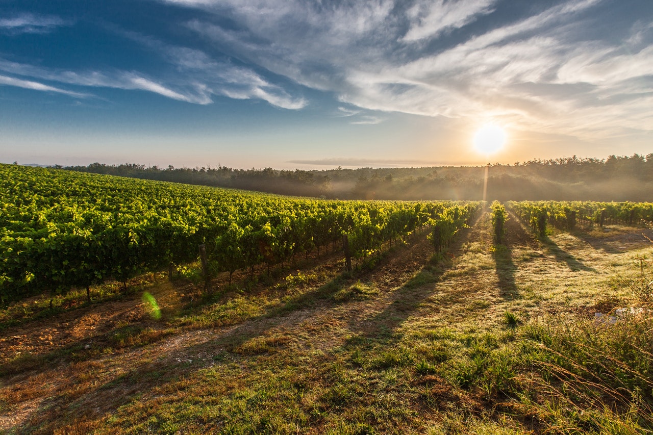 toscana chianti viaggi vino