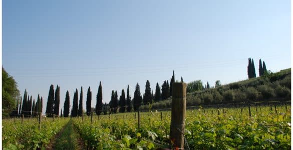 valpolicella vino tour