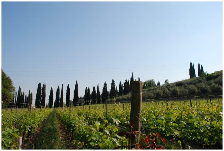 valpolicella vino tour